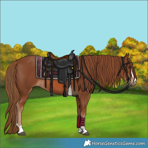 Horse Color:Chestnut 