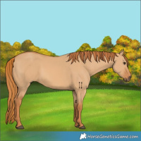 Horse Color:Red Dun 