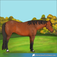 Horse Color:Bay 