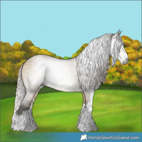 Horse Color:Gray Silver Buckskin Dun Sabino Splash 