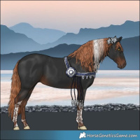 Horse Color:Liver Chestnut Tobiano 