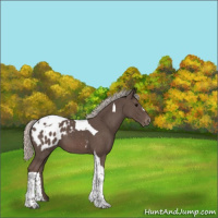 Horse Color:Silver Black Tobiano Appaloosa