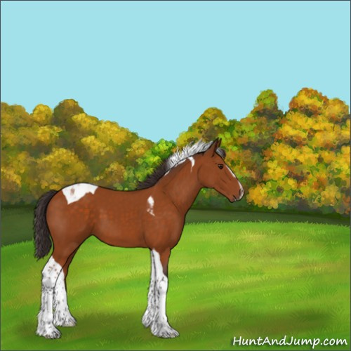 Horse Color:Buckskin Sabino Tobiano 