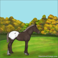 Horse Color:Liver Chestnut Tobiano Snowcap 