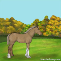 Horse Color:Chocolate Palomino Dun Tobiano 