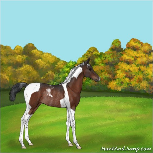Horse Color:Bay Tobiano Rabicano 