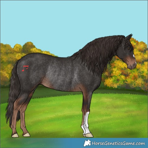 Horse Color:Liver Chestnut Rabicano 