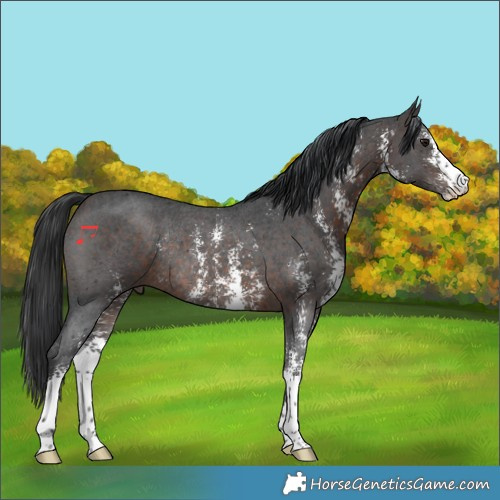 Horse Color:Brown Sabino Rabicano 