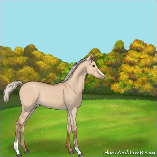 Horse Color:Silver Bay Dun Sabino Rabicano 