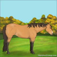 Horse Color:Buckskin 