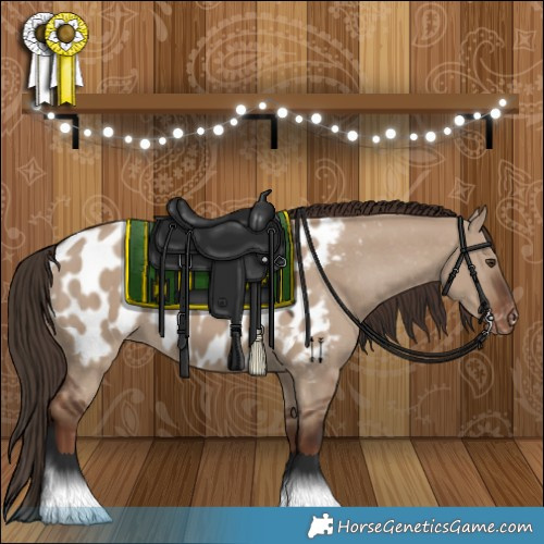 Horse Color:Liver Red Dun Appaloosa 