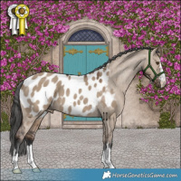 Horse Color:Liver Red Dun Appaloosa 