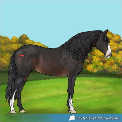 Horse Color:Brown Sabino 