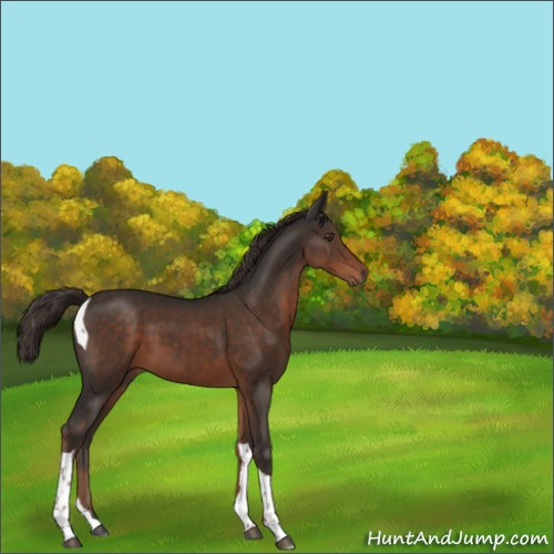 Horse Color:Liver Chestnut Tobiano 