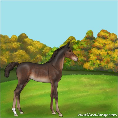 Horse Color:Liver Chestnut Rabicano 