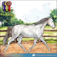 Horse Color:Gray Gold Champagne Dun Splash Appaloosa