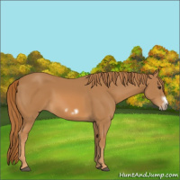 Horse Color:Chestnut Splash Frame