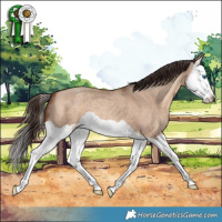 Horse Color:Sable Champagne Dun Splash 