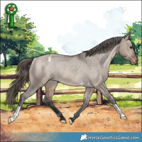 Horse Color:Brown Dun Varnish Rabicano 
