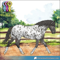 Horse Color:Grullo Appaloosa 