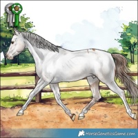 Horse Color:Red Dun Appaloosa