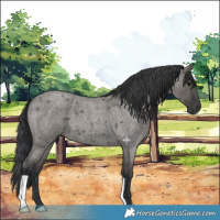 Horse Color:Grullo Roan 