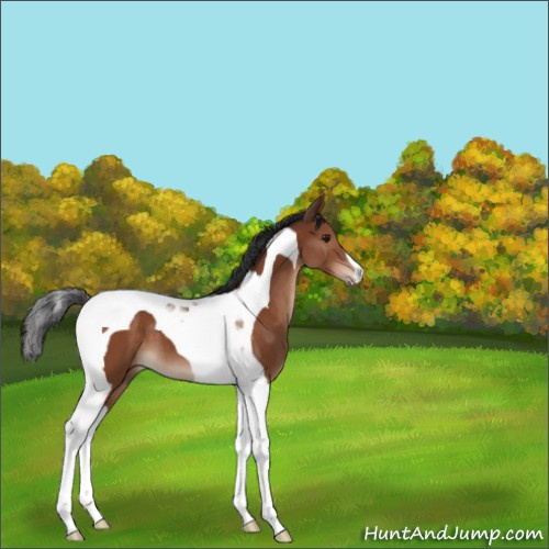 Horse Color:Brown Tobiano 