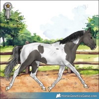 Horse Color:Grullo Tobiano 