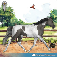 Horse Color:Grullo Tobiano