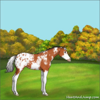 Horse Color:White Spotted Bay Splash Frame Blanket