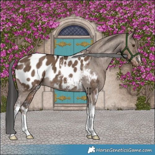 Horse Color:Liver Red Dun Sabino Appaloosa Brindle 