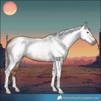 Horse Color:Gray Red Dun Tobiano 