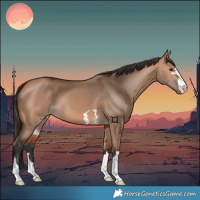 Horse Color:Bay Dun