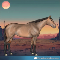 Horse Color:Bay Dun