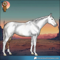 Horse Color:Gray Red Dun Tobiano 