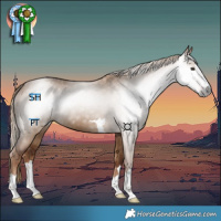 Horse Color:Gray Red Dun 