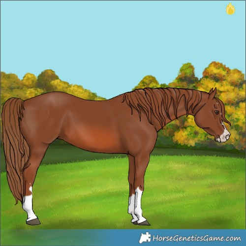 Horse Color:Chestnut 