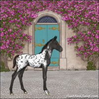 Horse Color:Liver Red Roan Appaloosa 