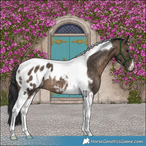 Horse Color:Brown Dun Tobiano Appaloosa Brindle 