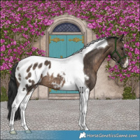 Horse Color:Brown Dun Tobiano Appaloosa Brindle 