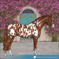 Horse Color:Chestnut Appaloosa