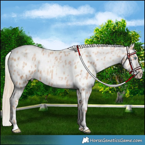Horse Color:Gold Champagne Pearl Appaloosa Rabicano  and Gold Champagne Pearl Frame Appaloosa Rabicano 