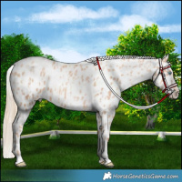 Horse Color:Gold Champagne Pearl Near Leopard Rabicano  and Gold Champagne Pearl Frame Near Leopard Rabicano 