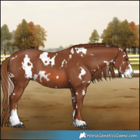 Horse Color:White Spotted Chestnut Sabino Rabicano
