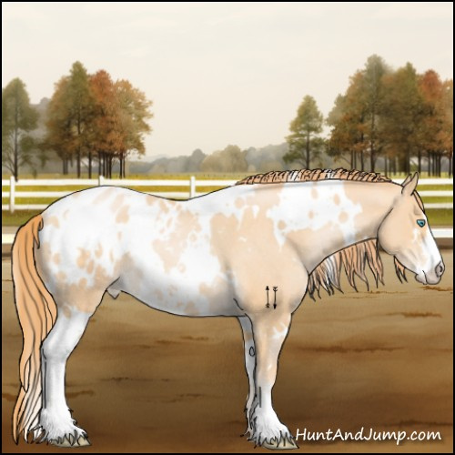 Horse Color:White Spotted Buckskin Pearl Sabino Appaloosa Rabicano 