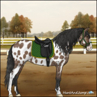 Horse Color:Liver Red Dun Sabino Appaloosa