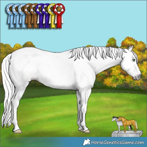 Horse Color:Gray White Spotted Amber Champagne 