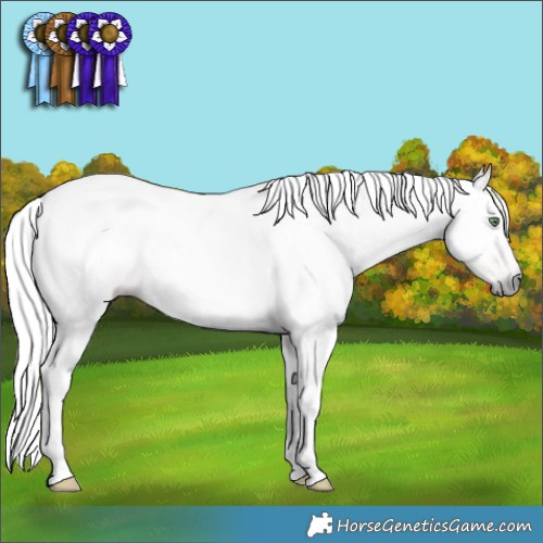 Horse Color:Gray White Spotted Amber Champagne 