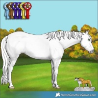 Horse Color:Gray White Spotted Amber Champagne