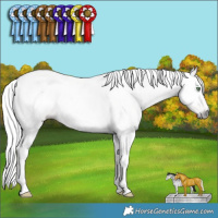 Horse Color:Gray White Spotted Amber Champagne 